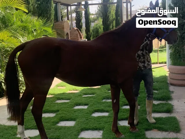 فرس ربي يبارك
