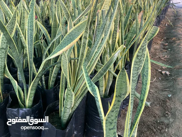شجرة جلد النمر