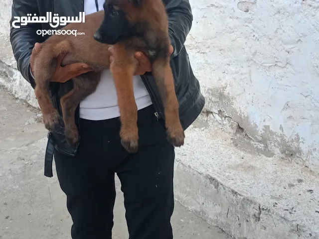 أنثى مالنوال عمرها شهرين