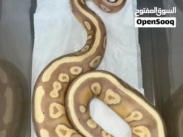 ball pythons