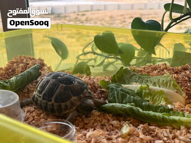 سلحفاة أليفة بصحة جيدة ونشيطة.