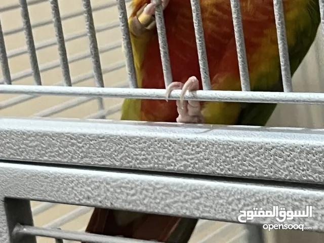 ببغاء كنيور يلوسايد رد ورد فاكتور