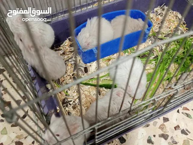هامستر للبيع بسعر مغري جداً