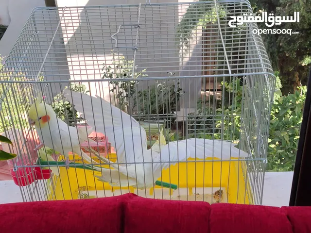 جوز كوكتيل