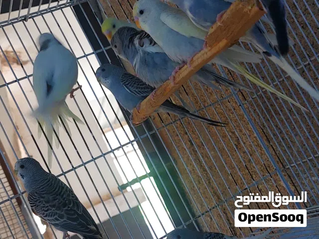 طيور حب مخاليف 6 زواج