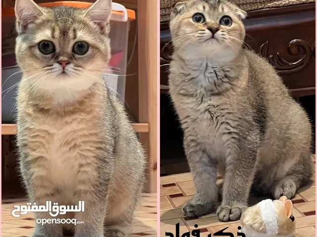 سكوتش فولد وستريت للبيع