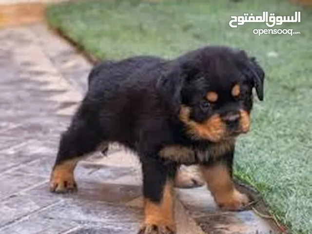 مطلوب جروين روت دكر ونتاية
