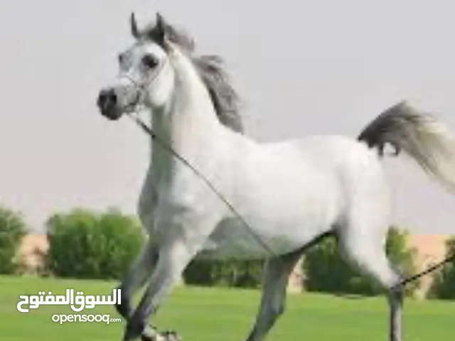مهر عربي واهو جمال