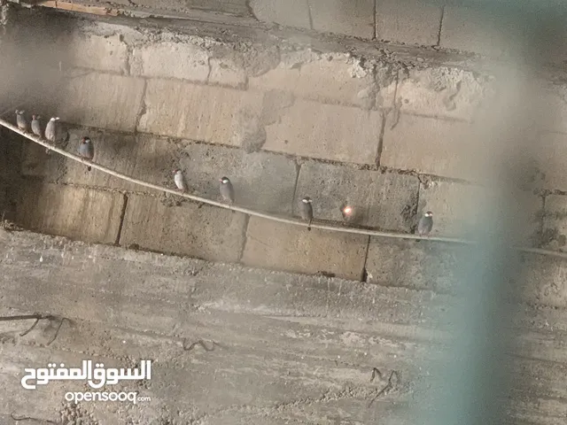 طيور الجاوا