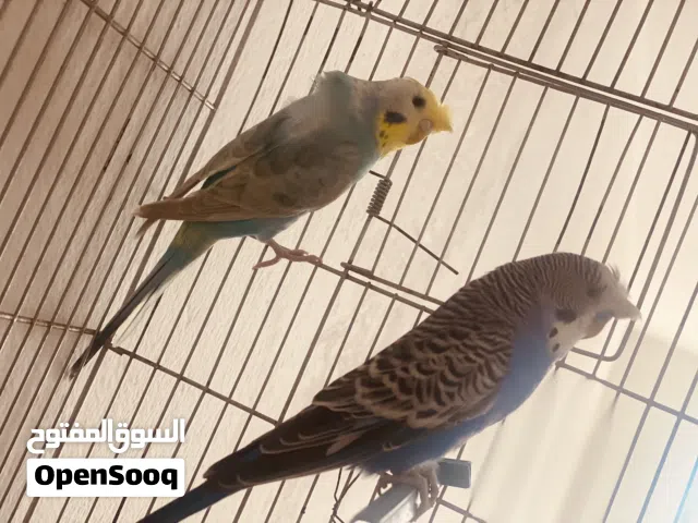 جوز بقلينو مشوش متوفر بي القفص مصراته بي جنب جزيره قراره