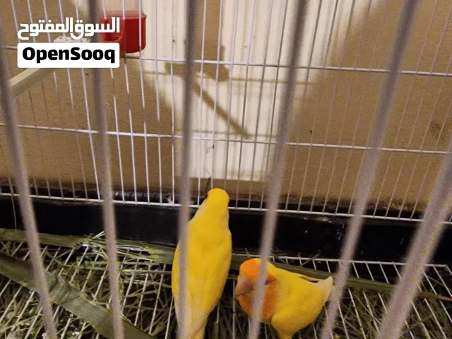 سلام عليكم