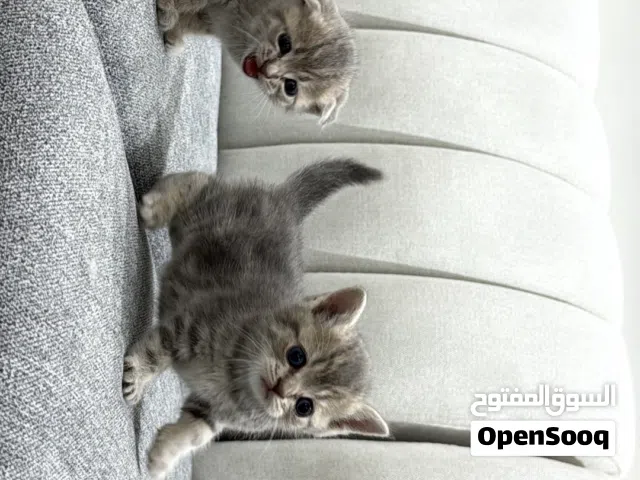 قطط سكوتش فولد و ستريت