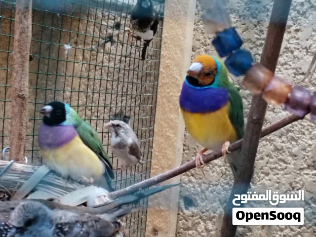 زوج گولدن فنش امايات للبيع بسعر مناسب ( اقرا_الوصف )