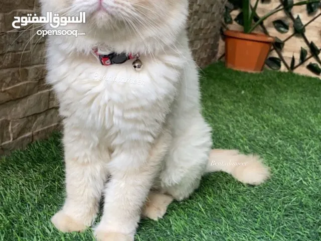 ذكر لتزاوج همالايا اورنج مكس راغدول و ليس للبيع
