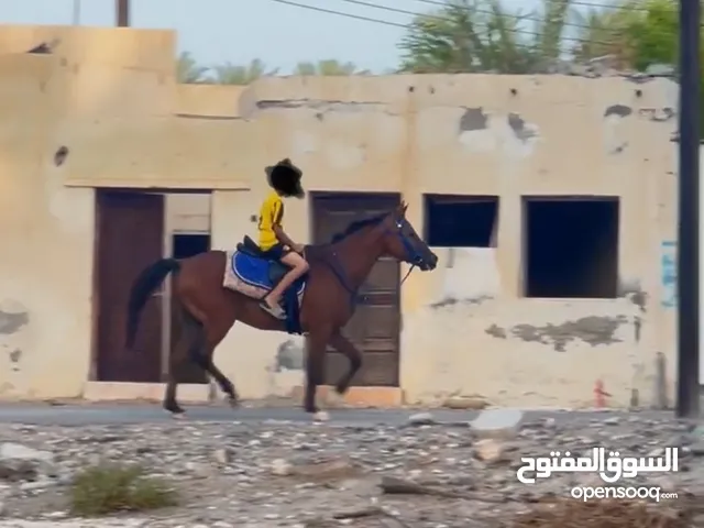 خيل عربي اصيل يوجد لديه جواز للبيع