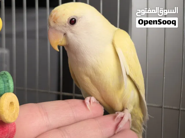 طيور روز جميلة جدا للبيع بسعر ممتاز. واحد منهم طفرة ليتينو