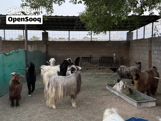 جدايه سمان فول للبيع