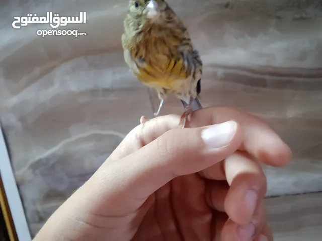 كناري عمر 3 شهور اليف