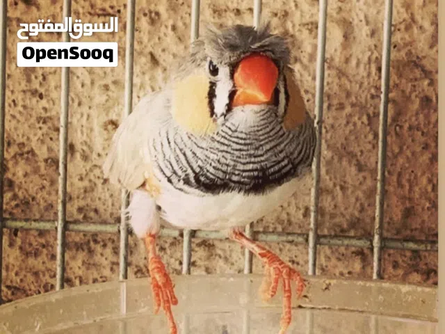 #ZebraFinches
