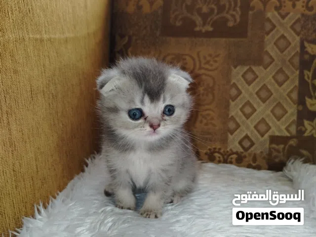 قط سكتش دبل فولد عمر 50 يوم