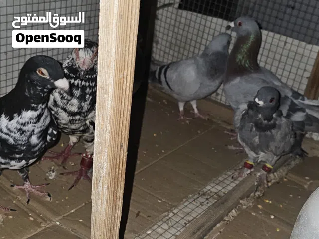 8 حمامات للبيع ادفع بحق الله