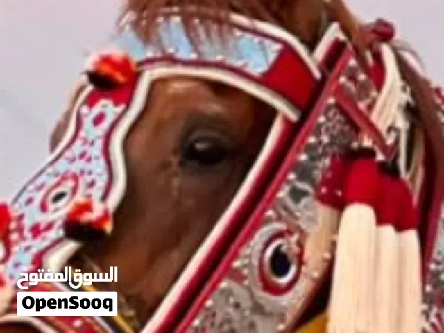 عندي حصان احمر مجبر للبيع او افاري
