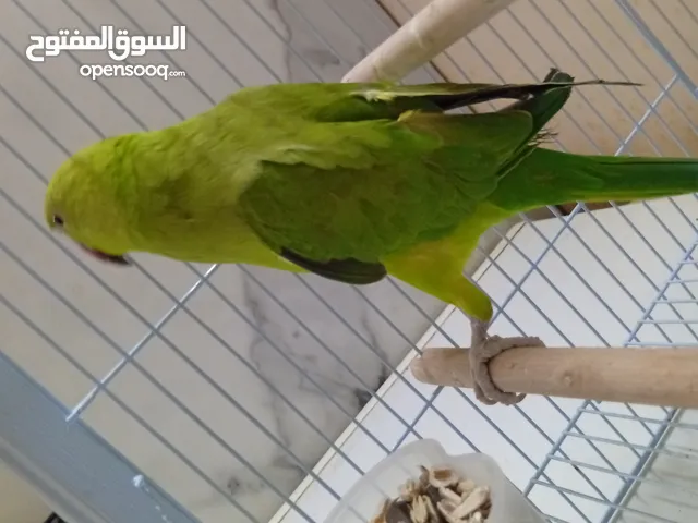 بغبغاء دره اليف جدا وهو مناسب للاطفال جدا