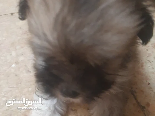 جروين جريفون سن 45يوم للبيع