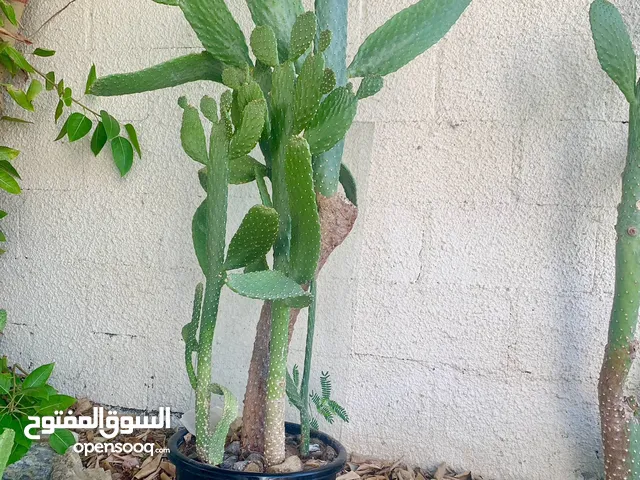 Cactus plant-Opontia Plant and Aloe vera