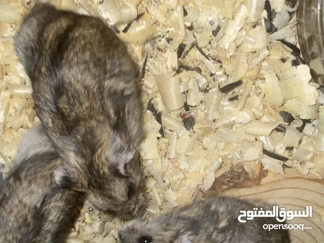 هامسترات 4 جوزيات للبيع