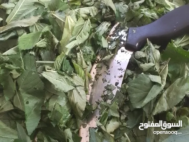 ملوخيه ورق وملوخيه ناشفه مفروكه وناعمه بدون عيدان مغسله ومنقبه وجاهزه لطبخ