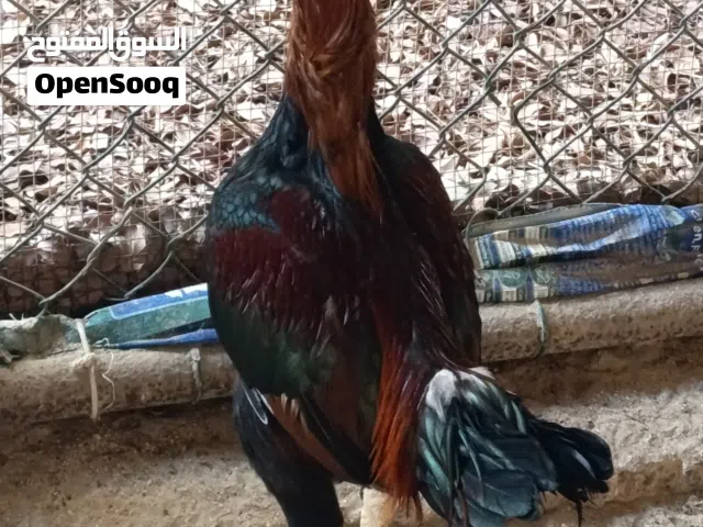 An foreigner breed fighter chicken.