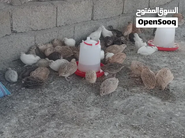 سمان للبيع الوصف مهم