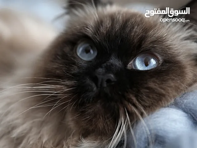 قط هملايه للبيع
