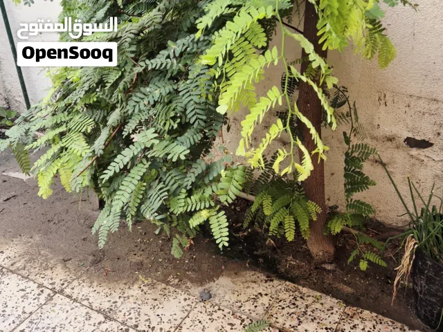 Adult Tamarind Tree ready to marcot