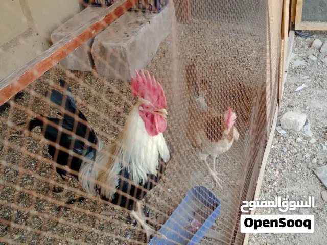 كتاكيت دندراوي كويتي