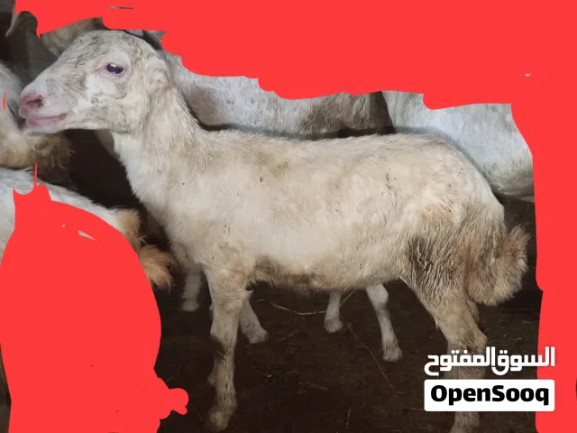فريره عمرها 5شهور