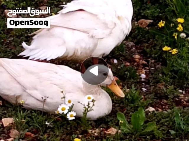 بط ابيض بكيني للبدل على دجاج