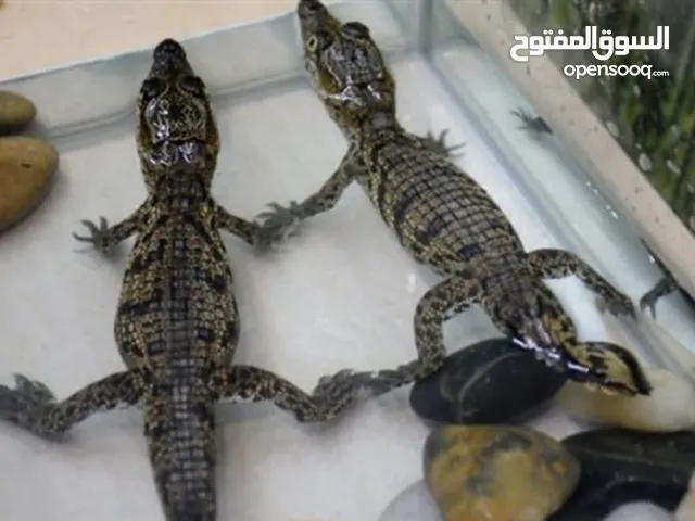 مطلوب صغار التمساح النيلي