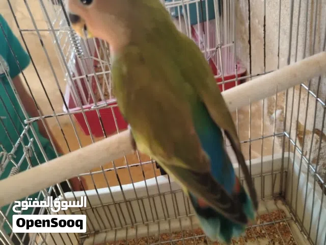 السلام عليكم طرف انتاج بركاديلو ربي يبارك اقرا الوصفه