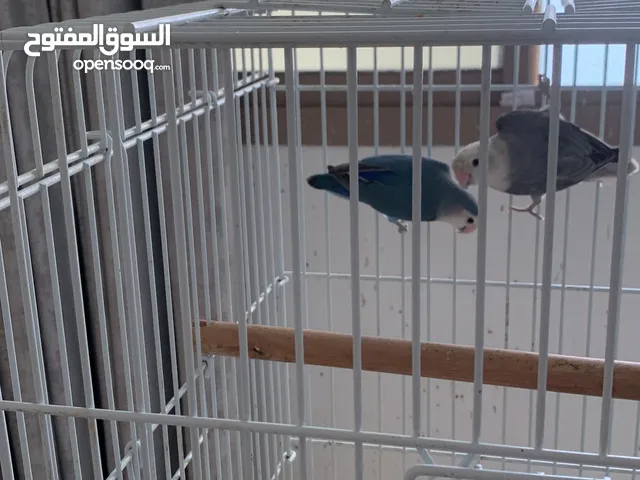 طيور الحب love bird للبيع