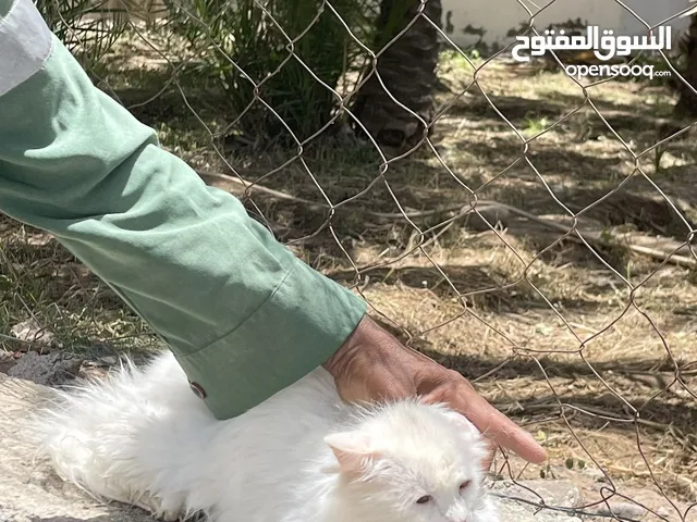 قطه شيرازية عشار للبيع