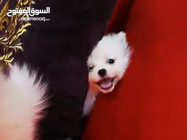 Pomeranian female