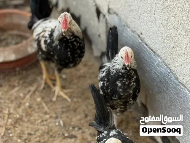 سلام عليكم دجاج عرب للبيع دجاجتين وديج يعني 3