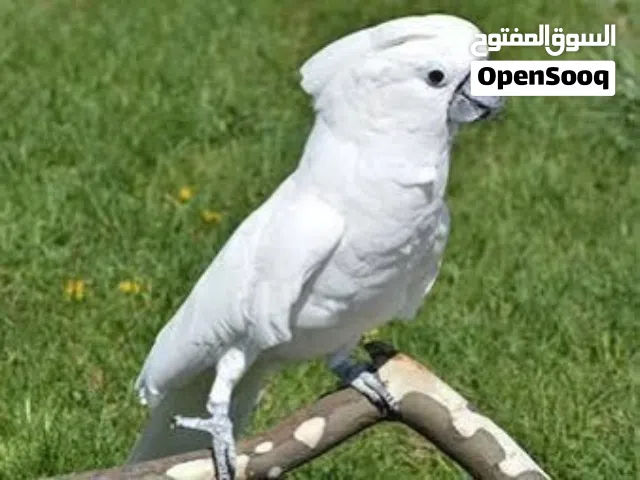 ادور كوكاتوو للتبني ف دبي ماعندي الطير انا ادور)) (انا ما عندي الطير انا ادور الطير اتبنا النوع)