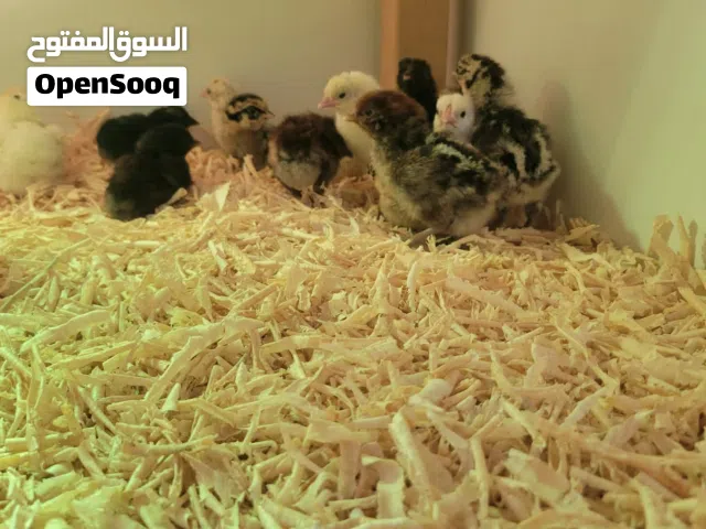 صوص بلدي ولوهمان وفيومي