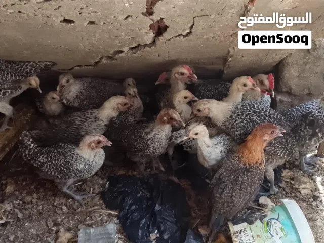 دجاج برانكز فضي