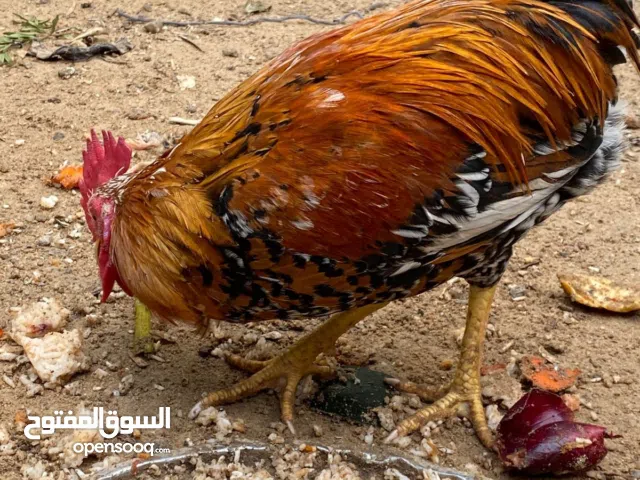 ديج عمر 8اشهر لون حلو شرط التلقيح