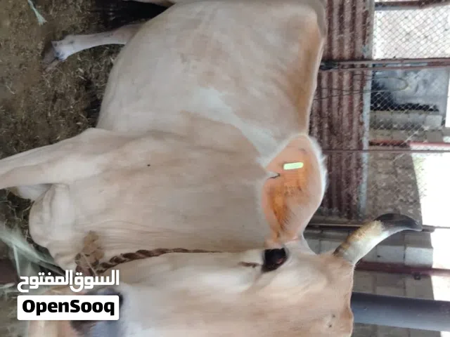 للبيع بقره سمينه