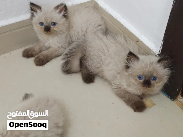 Pure breed Himalayan kittens